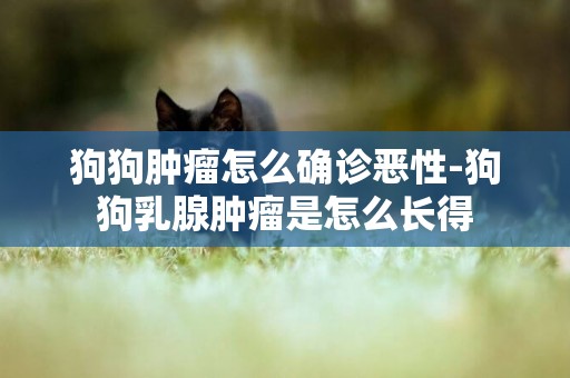 狗狗腫瘤怎么確診惡性-狗狗乳腺腫瘤是怎么長得