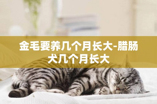 金毛要養幾個月長大-臘腸犬幾個月長大