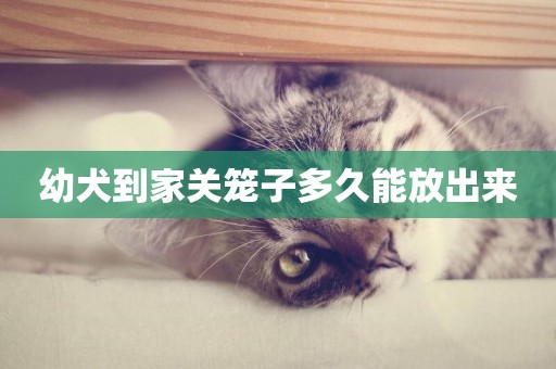 幼犬到家關籠子多久能放出來