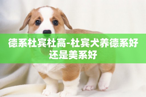 德系杜賓杜高-杜賓犬養德系好還是美系好