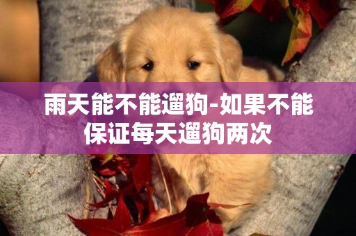雨天能不能遛狗-如果不能保證每天遛狗兩次