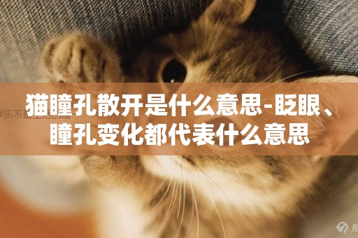 貓瞳孔散開是什么意思-眨眼、瞳孔變化都代表什么意思