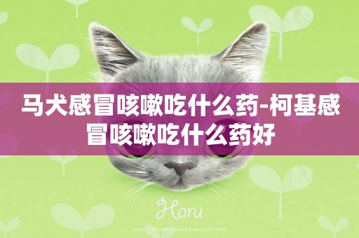 馬犬感冒咳嗽吃什么藥-柯基感冒咳嗽吃什么藥好