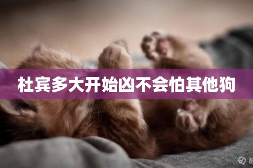 杜賓多大開始兇不會怕其他狗