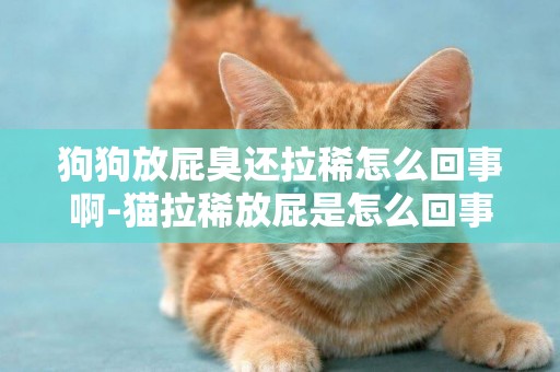 狗狗放屁臭還拉稀怎么回事啊-貓拉稀放屁是怎么回事