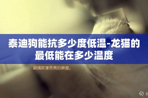 泰迪狗能抗多少度低溫-龍貓的最低能在多少溫度