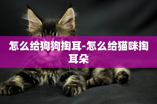 怎么給狗狗掏耳-怎么給貓咪掏耳朵