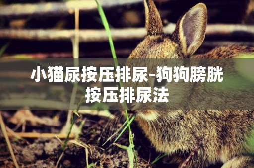 小貓尿按壓排尿-狗狗膀胱按壓排尿法
