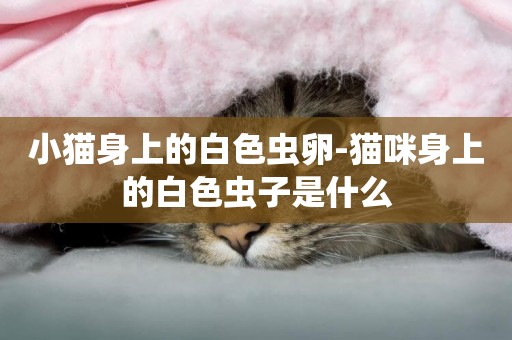 小貓身上的白色蟲卵-貓咪身上的白色蟲子是什么