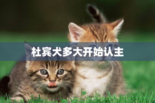 杜賓犬多大開始認主