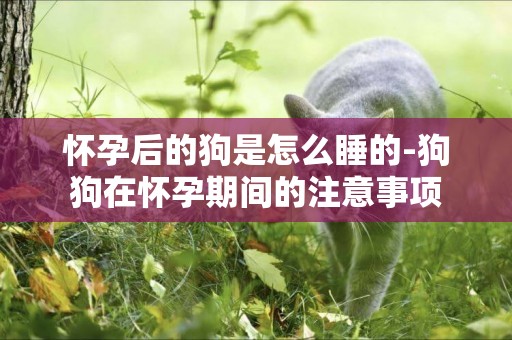 懷孕后的狗是怎么睡的-狗狗在懷孕期間的注意事項