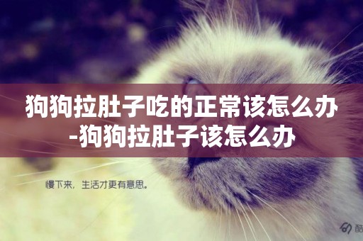 狗狗拉肚子吃的正常該怎么辦-狗狗拉肚子該怎么辦
