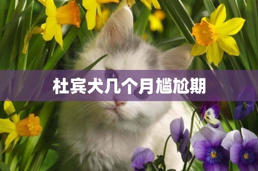 杜賓犬幾個月尷尬期