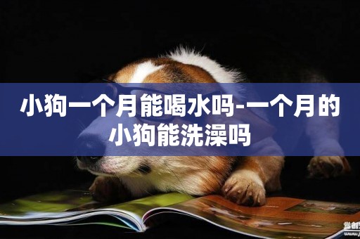 小狗一個月能喝水嗎-一個月的小狗能洗澡嗎
