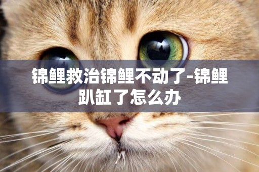 錦鯉救治錦鯉不動了-錦鯉趴缸了怎么辦