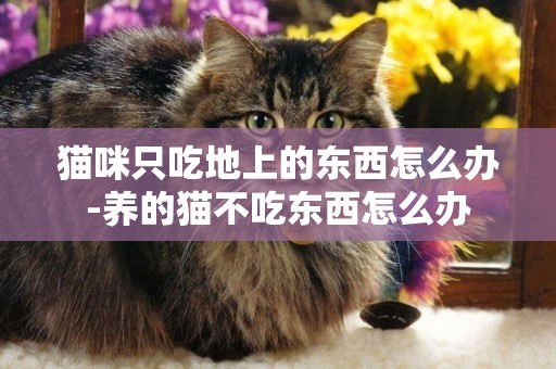 貓咪只吃地上的東西怎么辦-養的貓不吃東西怎么辦