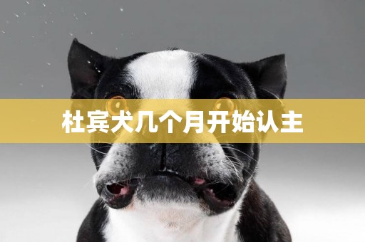 杜賓犬幾個月開始認主