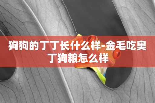 狗狗的丁丁長什么樣-金毛吃奧丁狗糧怎么樣