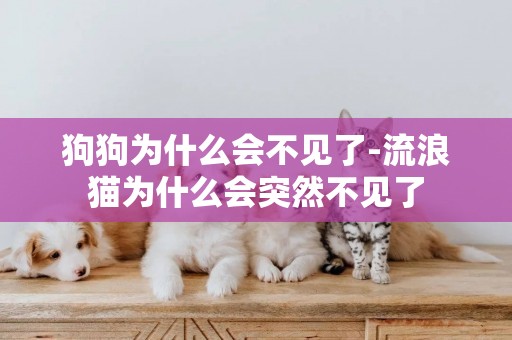 狗狗為什么會不見了-流浪貓為什么會突然不見了
