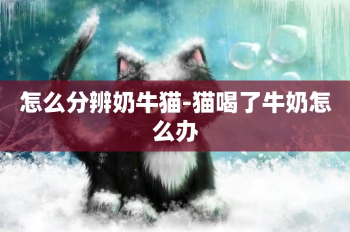 怎么分辨奶牛貓-貓喝了牛奶怎么辦