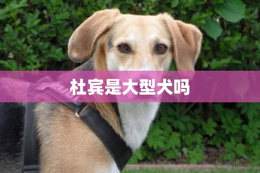 杜賓是大型犬嗎