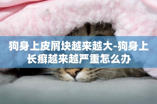 狗身上皮屑塊越來越大-狗身上長癬越來越嚴重怎么辦
