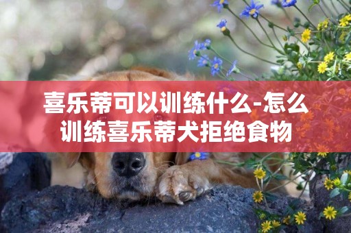 喜樂蒂可以訓練什么-怎么訓練喜樂蒂犬拒絕食物