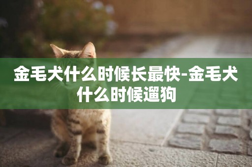 金毛犬什么時候長最快-金毛犬什么時候遛狗
