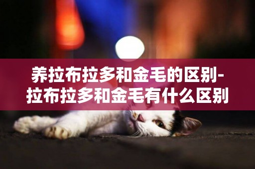 養拉布拉多和金毛的區別-拉布拉多和金毛有什么區別