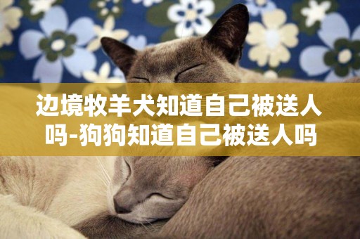 邊境牧羊犬知道自己被送人嗎-狗狗知道自己被送人嗎
