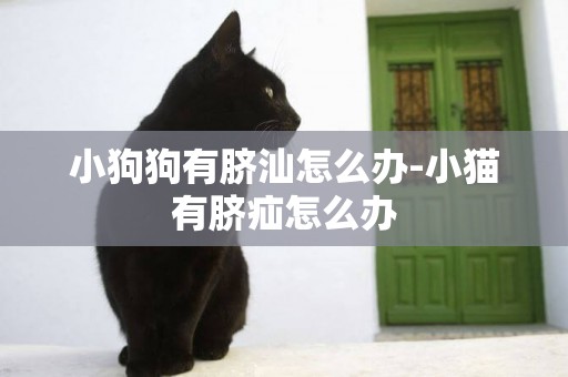 小狗狗有臍汕怎么辦-小貓有臍疝怎么辦