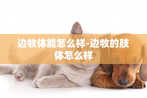 邊牧體能怎么樣-邊牧的肢體怎么樣