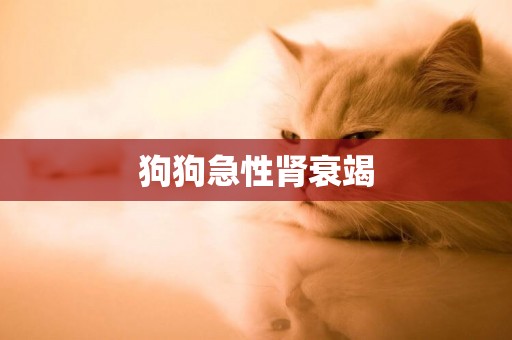 狗狗急性腎衰竭
