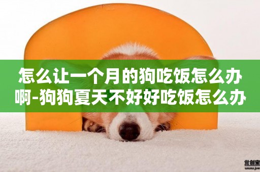 怎么讓一個月的狗吃飯怎么辦啊-狗狗夏天不好好吃飯怎么辦