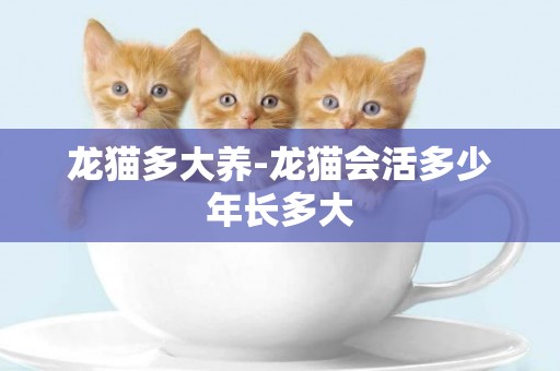 龍貓多大養-龍貓會活多少年長多大