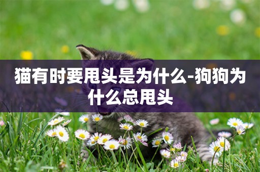 貓有時要甩頭是為什么-狗狗為什么總甩頭
