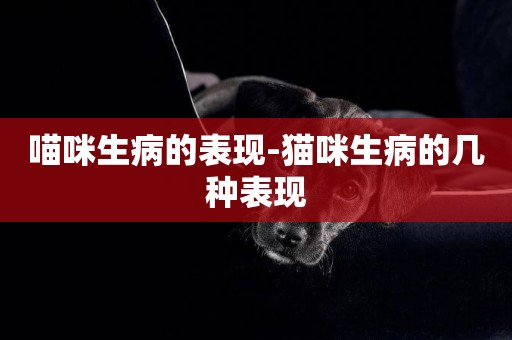 喵咪生病的表現-貓咪生病的幾種表現