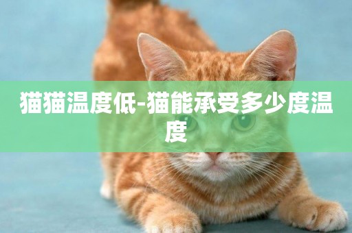 貓貓溫度低-貓能承受多少度溫度