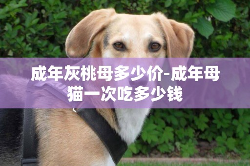 成年灰桃母多少價-成年母貓一次吃多少錢