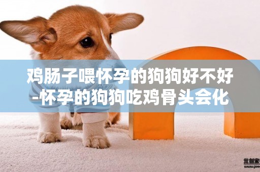 雞腸子喂懷孕的狗狗好不好-懷孕的狗狗吃雞骨頭會化胎