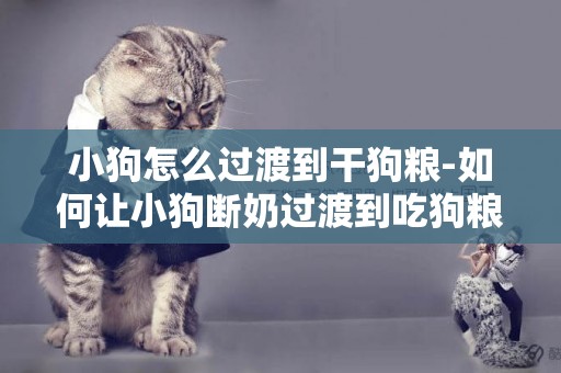 小狗怎么過渡到干狗糧-如何讓小狗斷奶過渡到吃狗糧