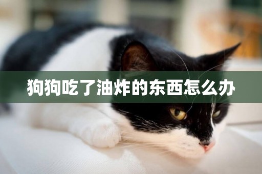 狗狗吃了油炸的東西怎么辦