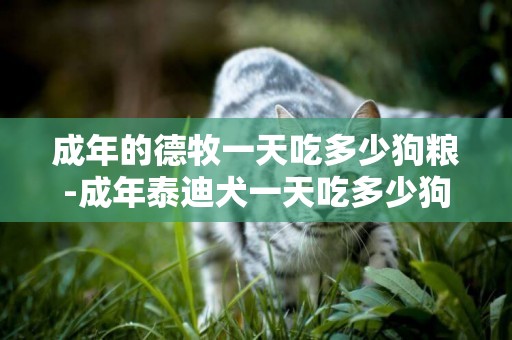 成年的德牧一天吃多少狗糧-成年泰迪犬一天吃多少狗糧