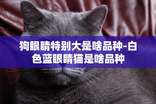 狗眼睛特別大是啥品種-白色藍眼睛貓是啥品種