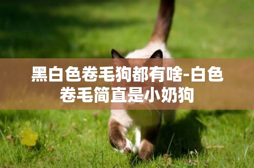 黑白色卷毛狗都有啥-白色卷毛簡直是小奶狗