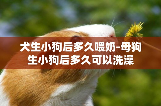 犬生小狗后多久喂奶-母狗生小狗后多久可以洗澡