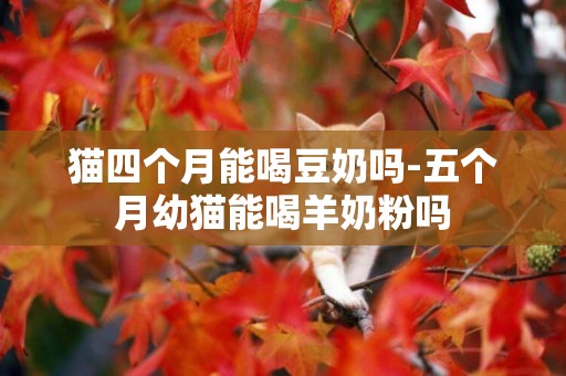 貓四個月能喝豆奶嗎-五個月幼貓能喝羊奶粉嗎