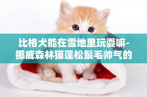 比格犬能在雪地里玩耍嘛-挪威森林貓蓬松鬃毛帥氣的在雪地玩耍