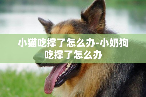 小貓吃撐了怎么辦-小奶狗吃撐了怎么辦
