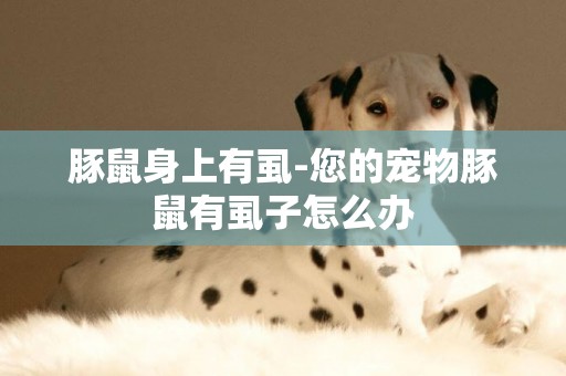 豚鼠身上有虱-您的寵物豚鼠有虱子怎么辦